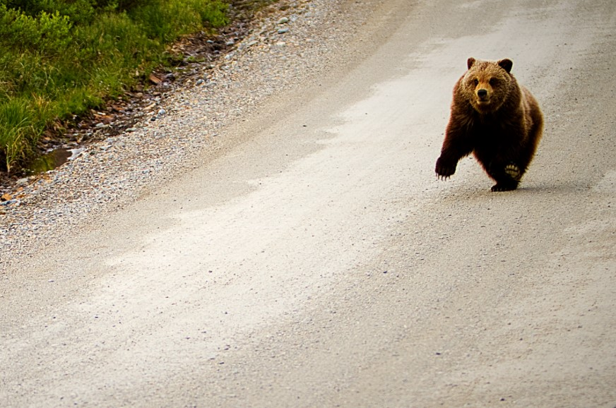How Fast Can A Bear Run? And Why Should You Never Try To Outrun One?